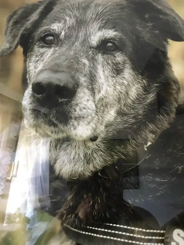 Condolence image of Sylvia
