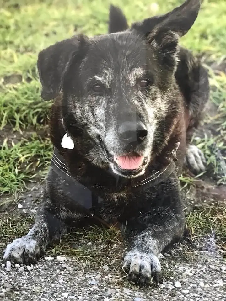 Condolence image of Sylvia