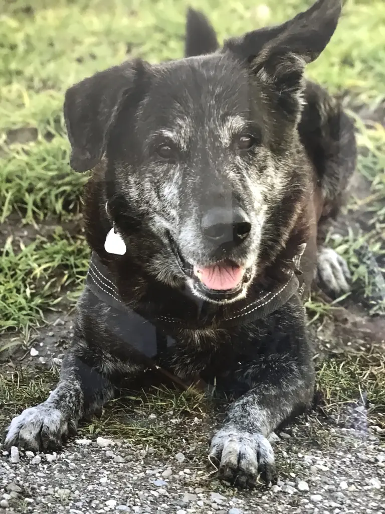 Condolence image of Sylvia