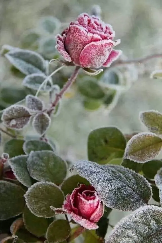 Condolence image of Sylvia