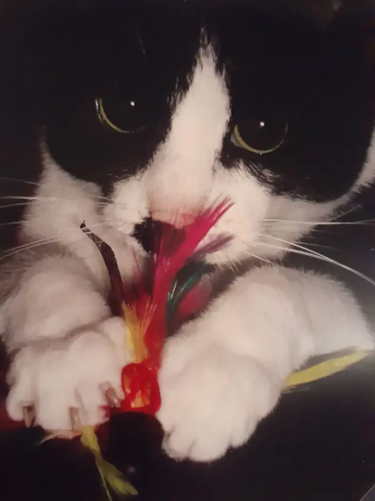 Condolence image of Für Jule❤