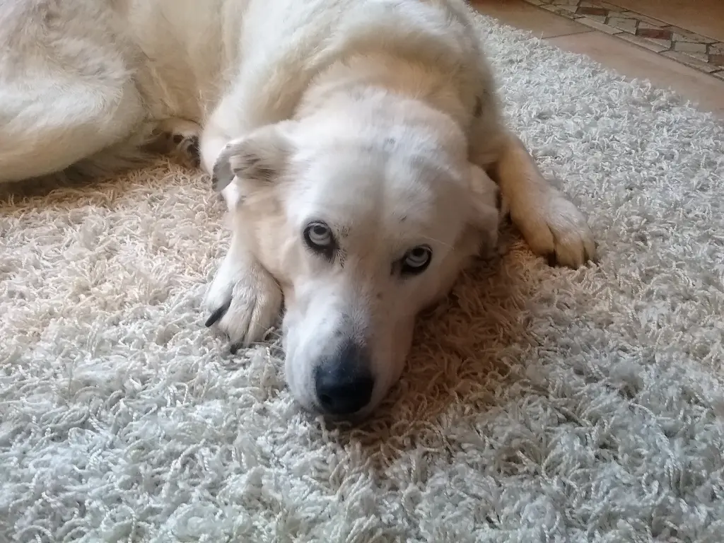 Condolence image of Rosina