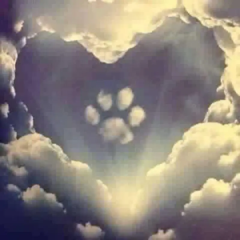 Condolence image of Rosina
