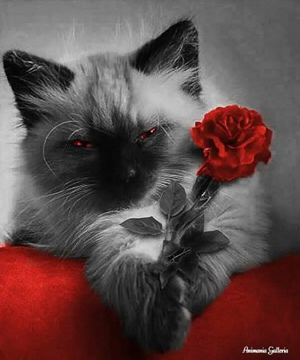 Condolence image of Rosina