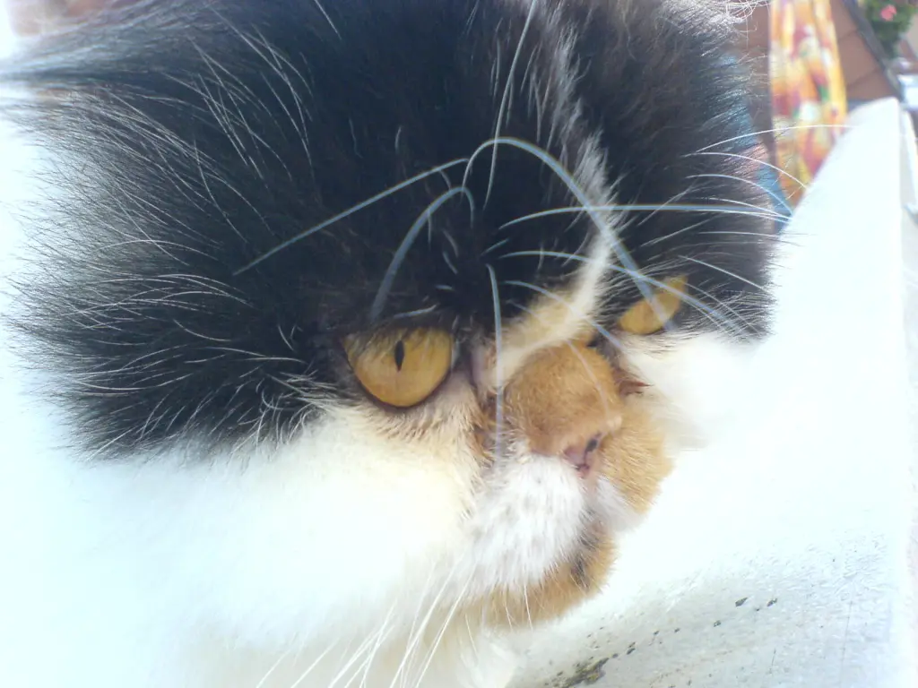 Condolence image of Rosina