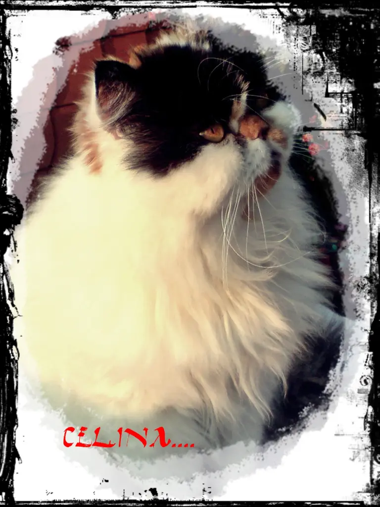 Image from Celina 