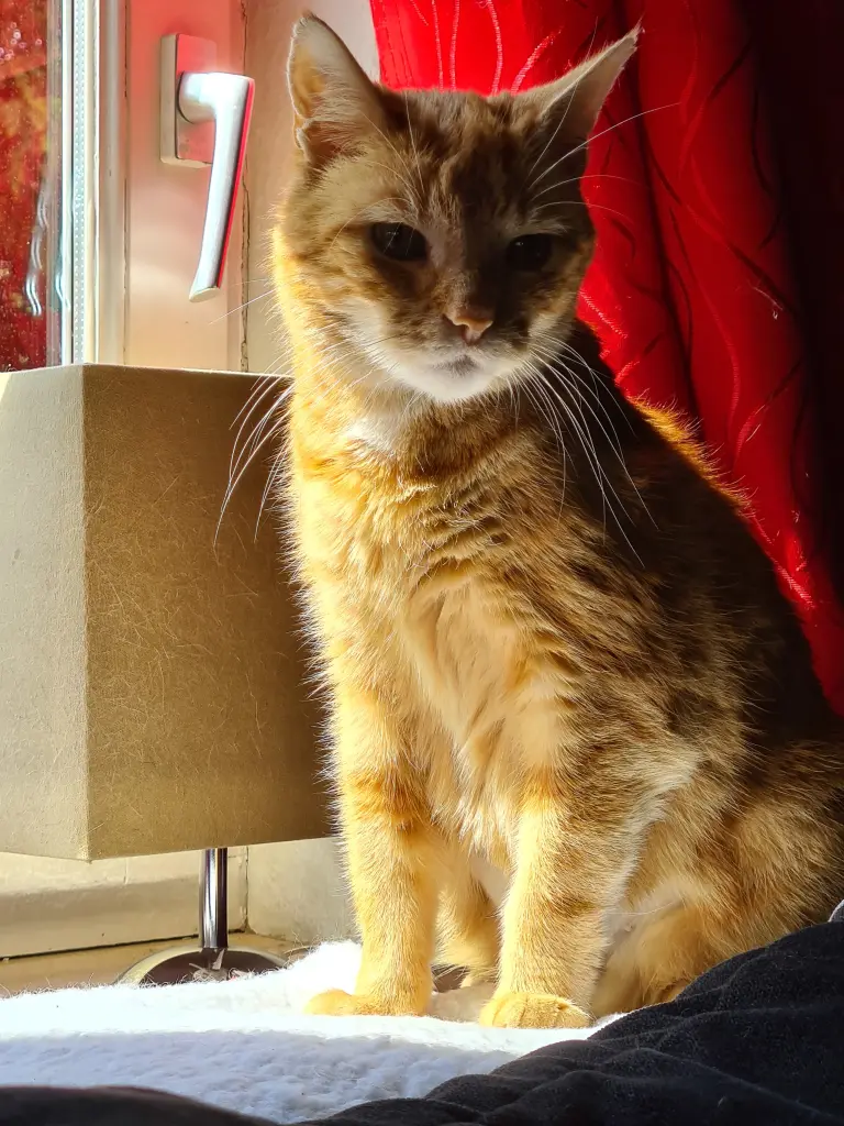 Image from Tiger