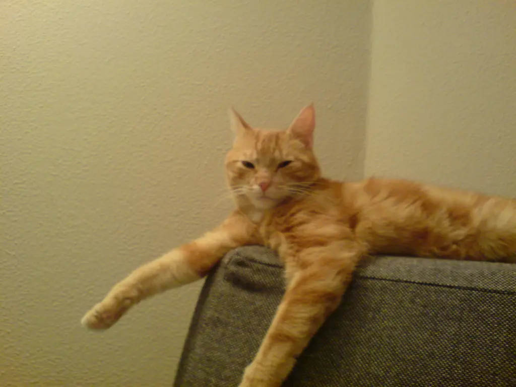 Image from Tiger