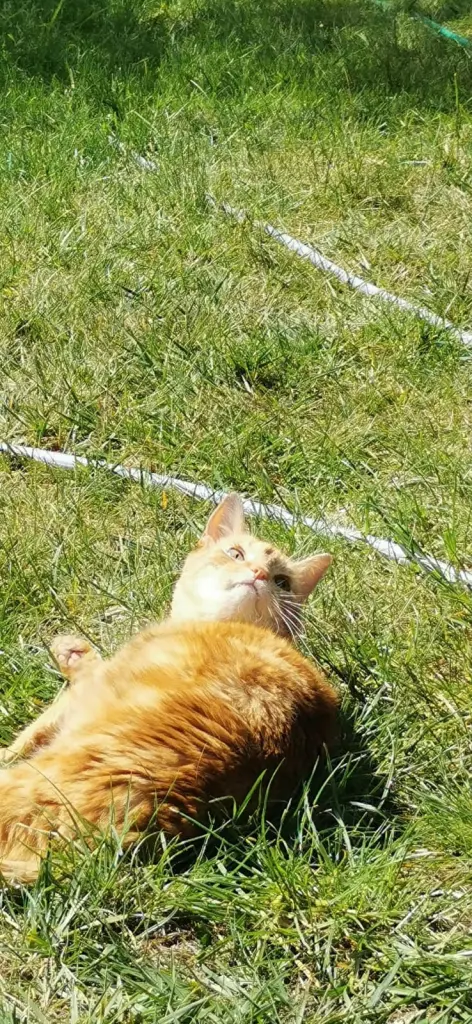 Image from Tiger