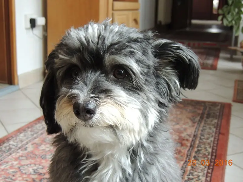 Andachtsbild von Michael