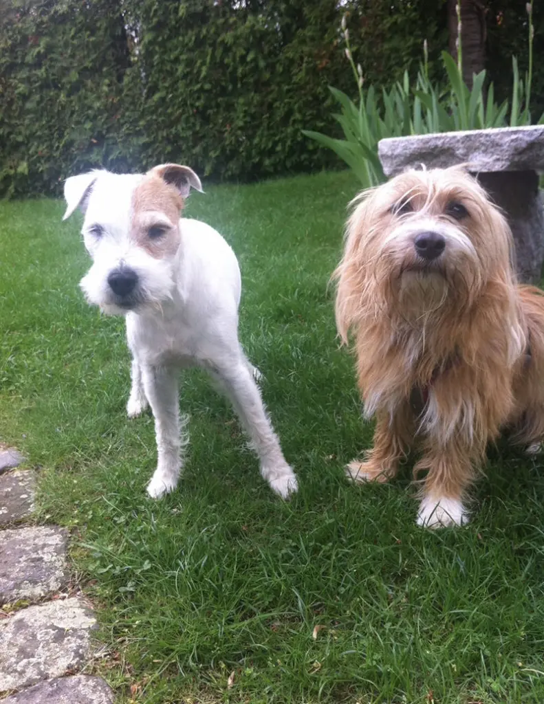 Andachtsbild von Geli Frank und Tyson