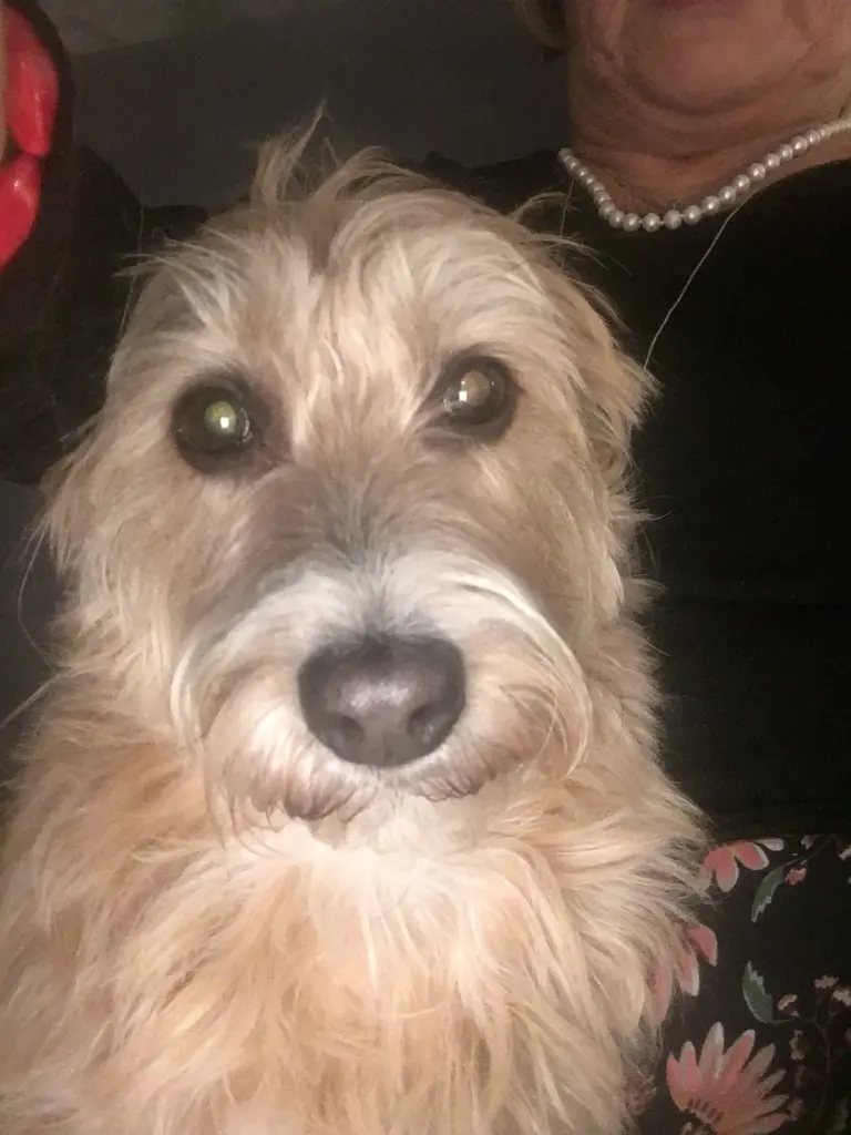 Andachtsbild von Sibille