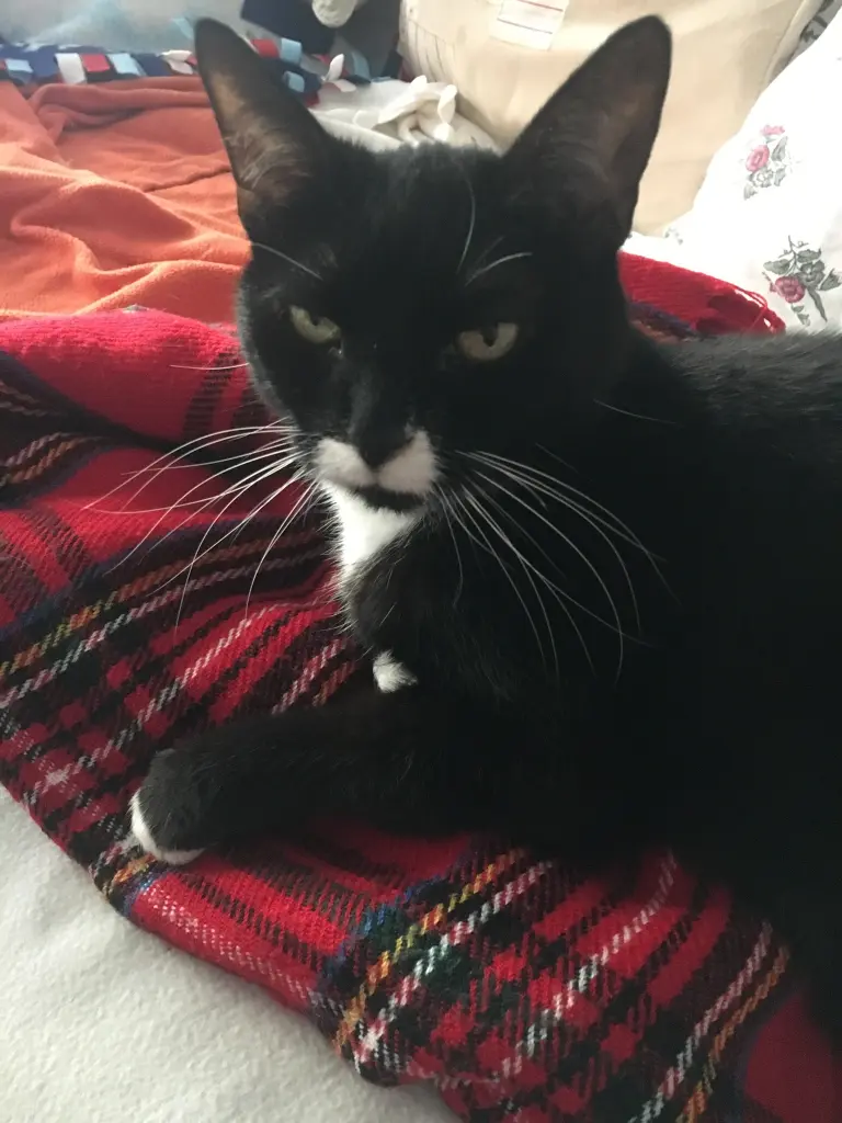 Image from Cleo