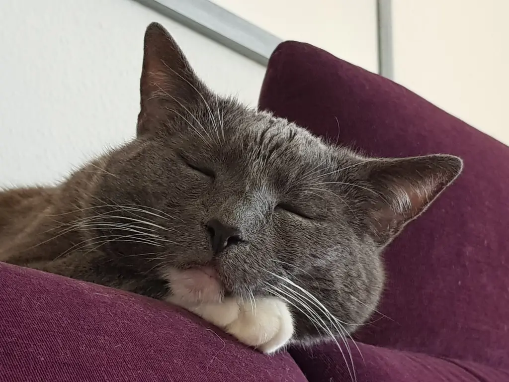 Image from Pepper