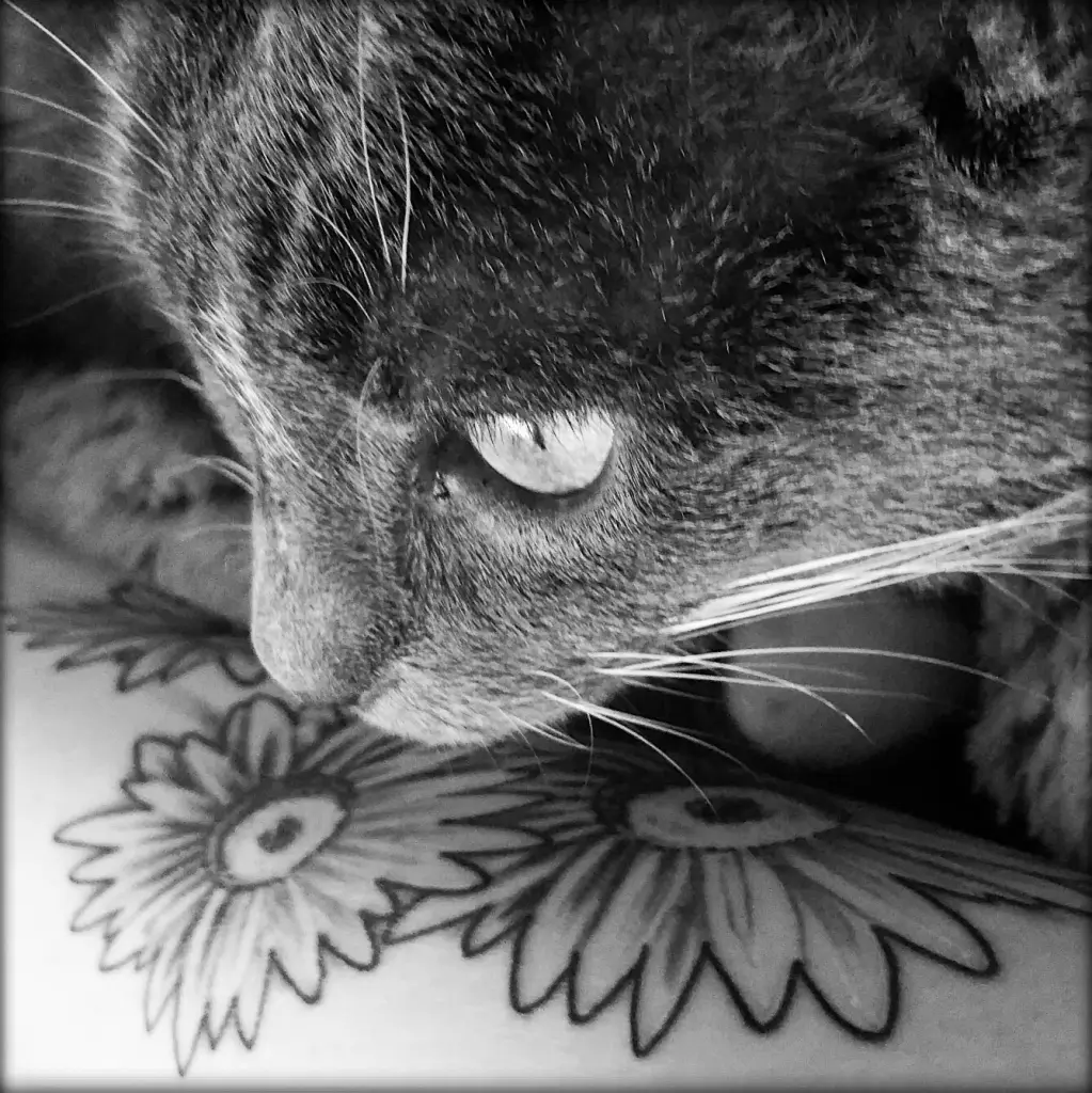 Image from Pepper