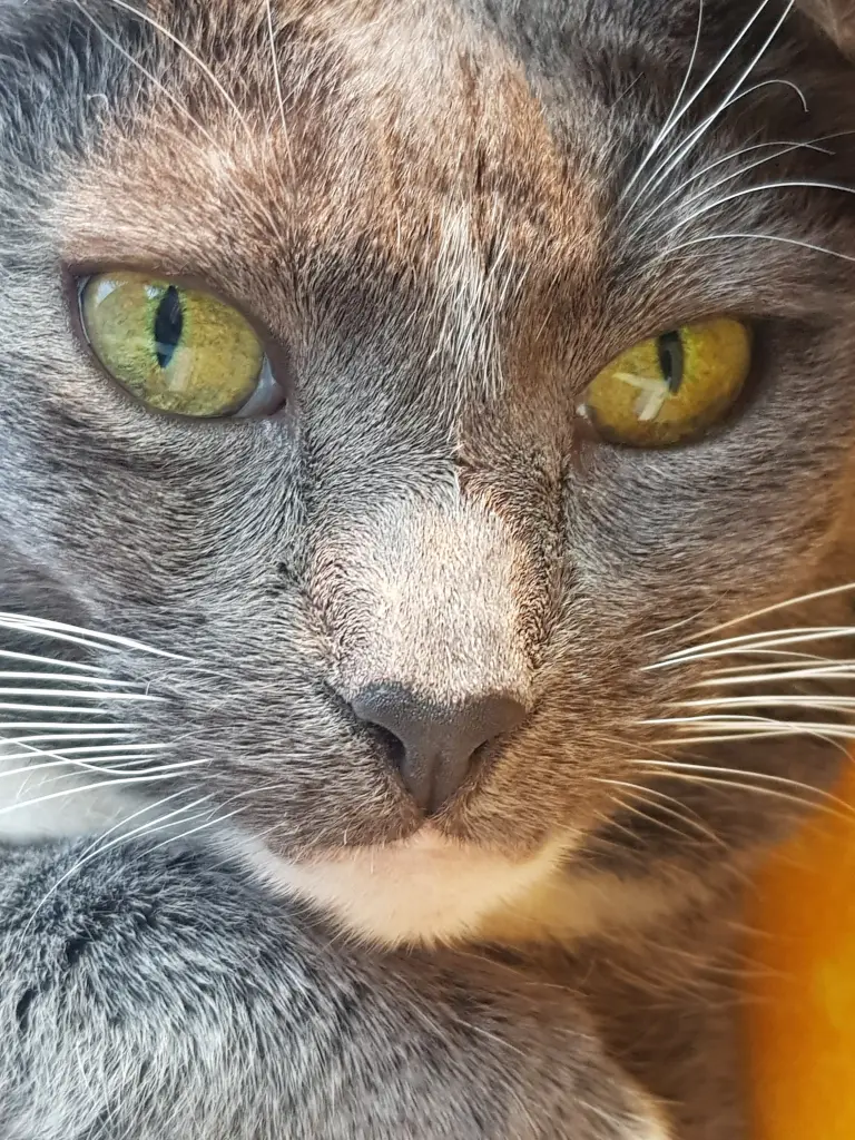 Image from Pepper