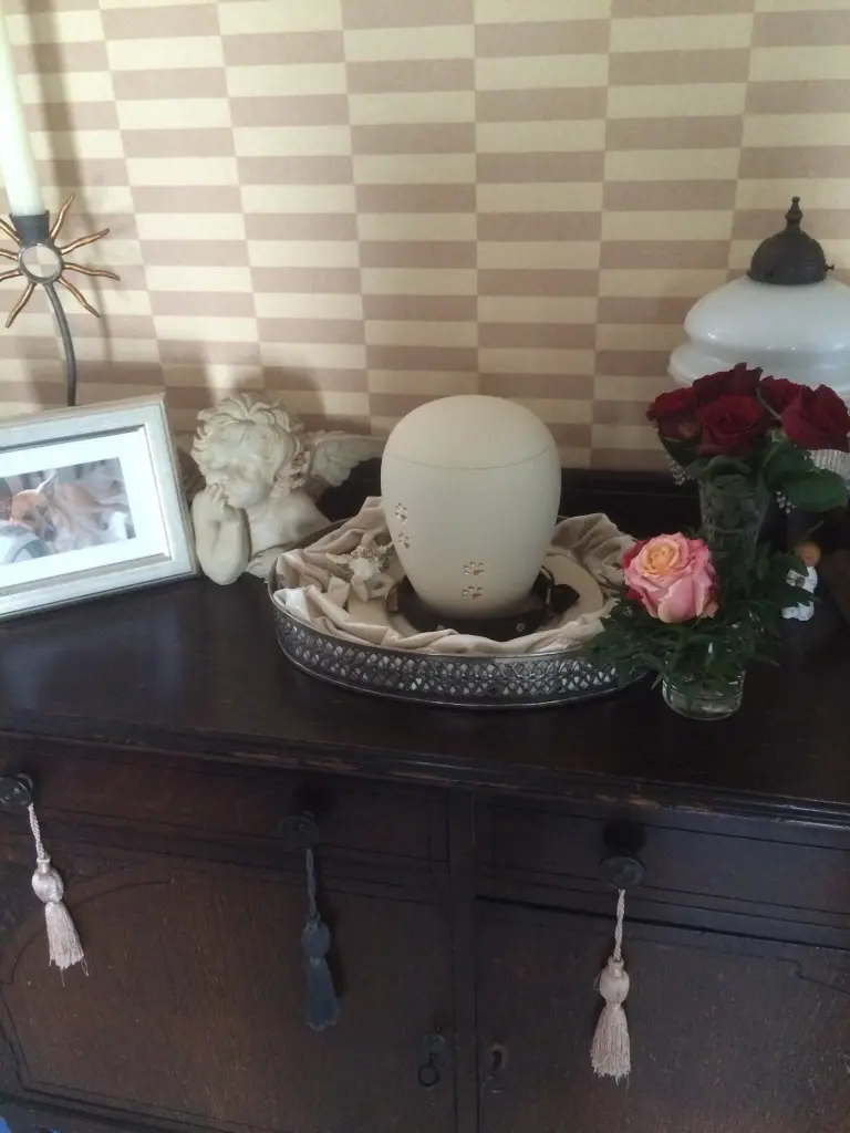 Image from Stella