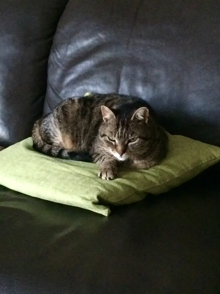 Image from Tigga