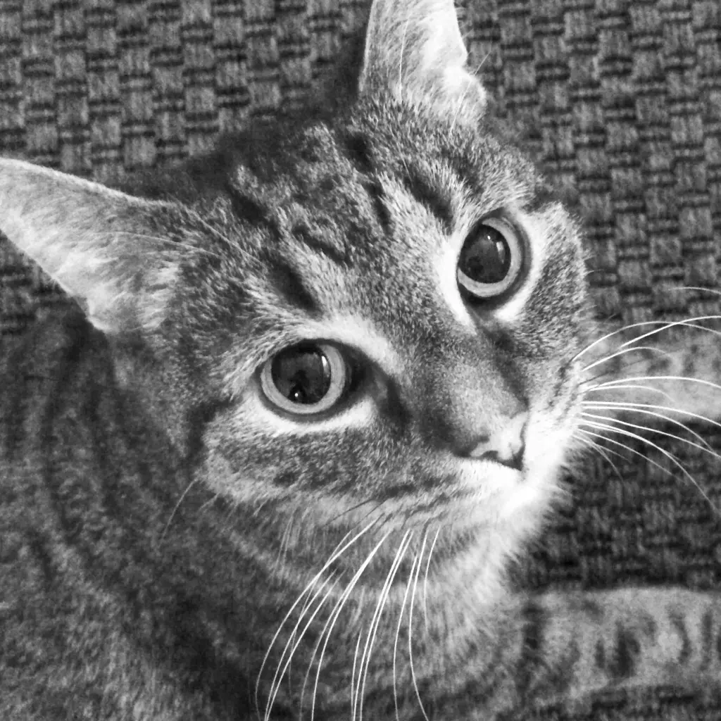 Image from Tiger