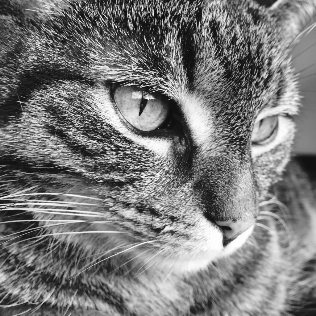 Image from Tiger