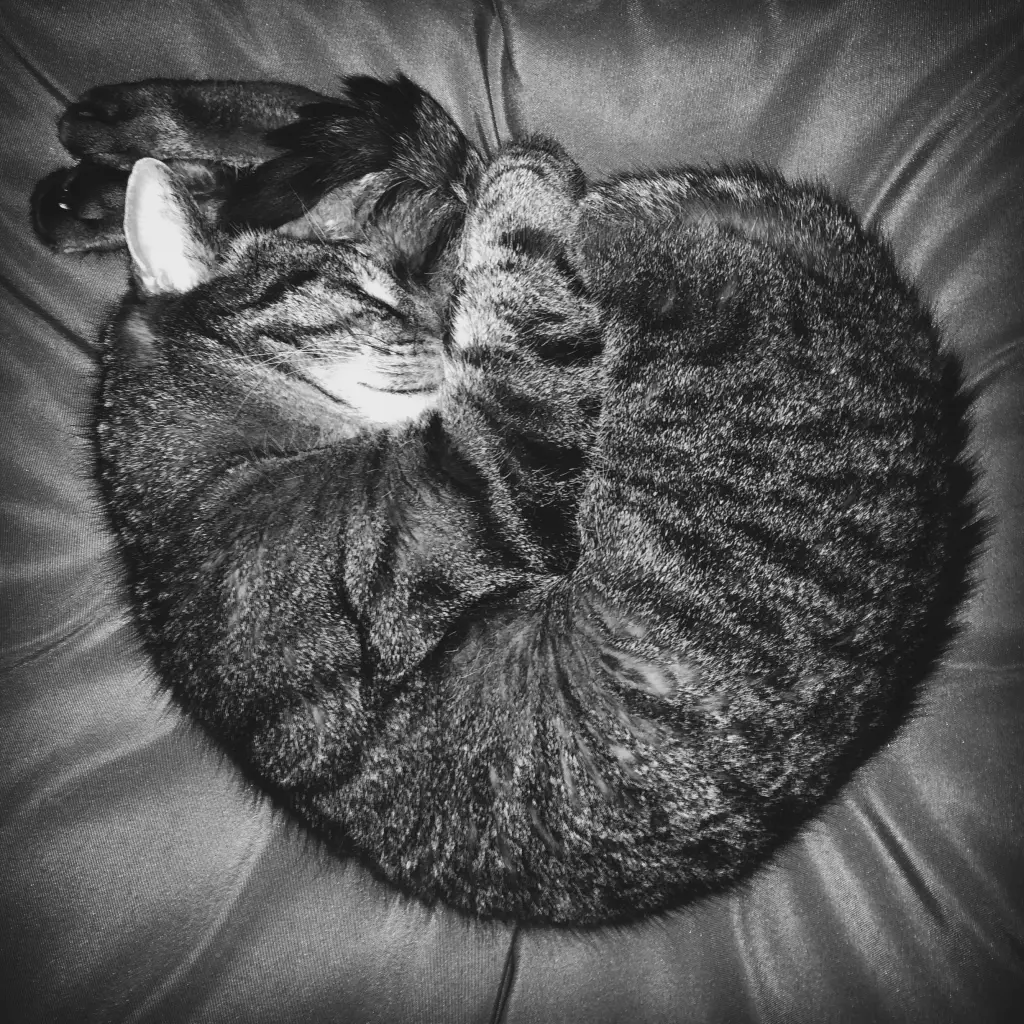 Image from Tiger