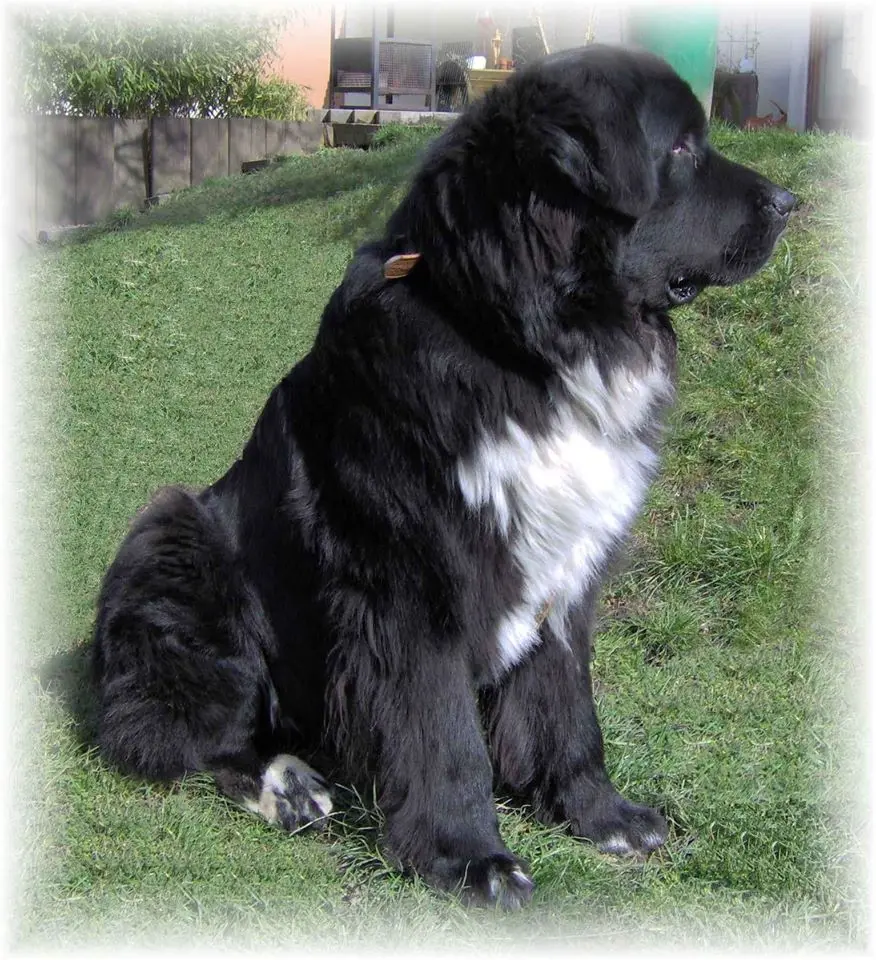 Image from Terrano