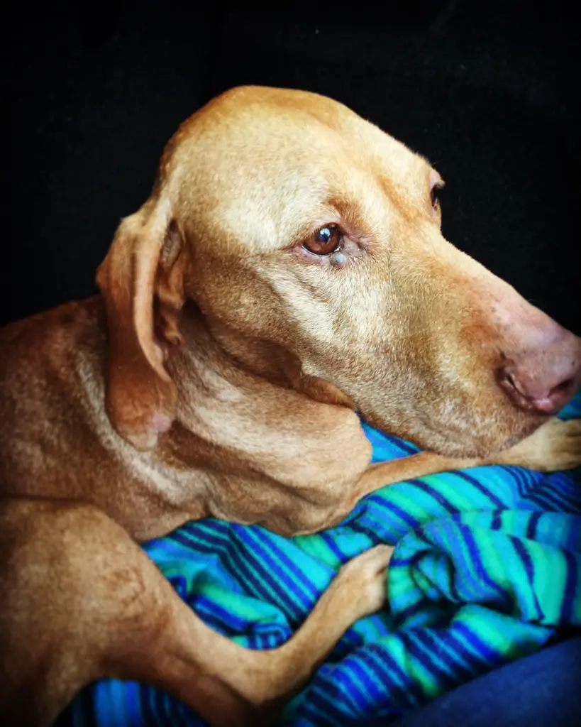 Image from Ronja