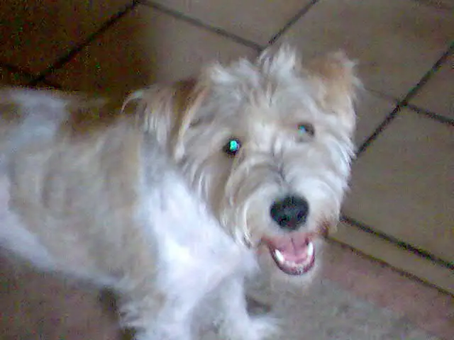 Image from Amero