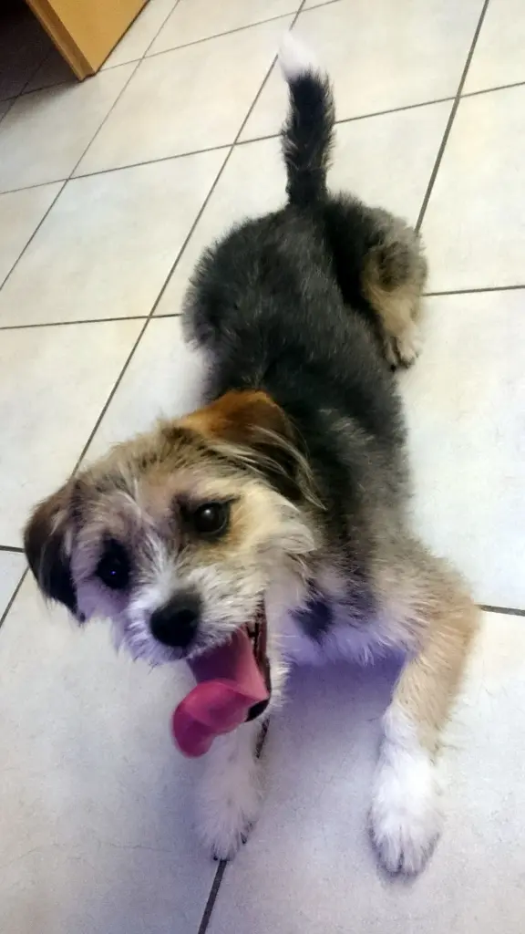 Image from Mylo