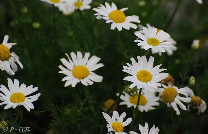 Condolence image of J