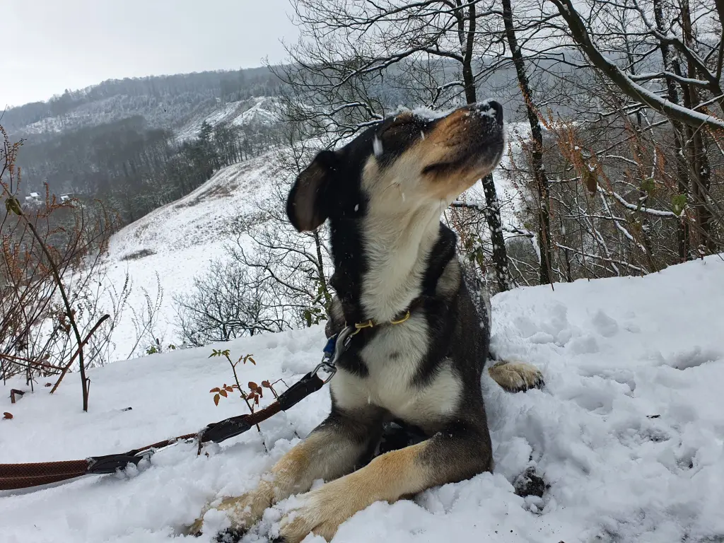 Image from Nala