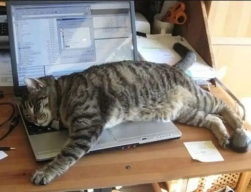 Condolence image of An Marple von Gatita