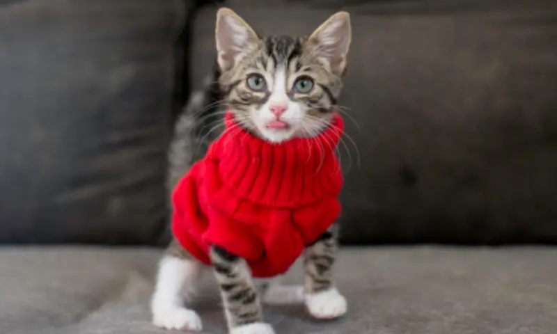 Condolence image of An Marple und Frauchen Elisabeth von Gatita und Silvia
