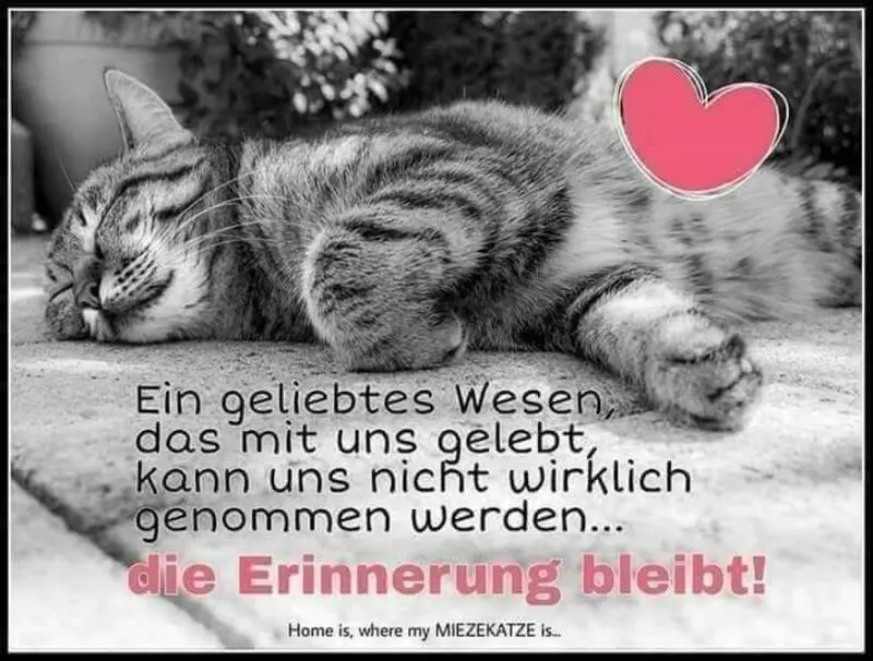 Condolence image of Tanja mit Timmy im Herzen