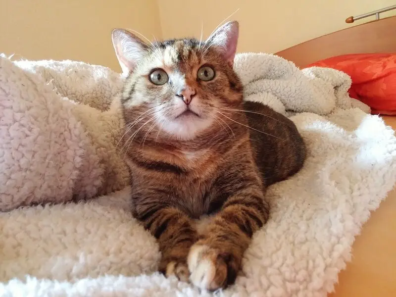 Condolence image of Daniela mit Pauline im ♥️ (+27.05.2021)