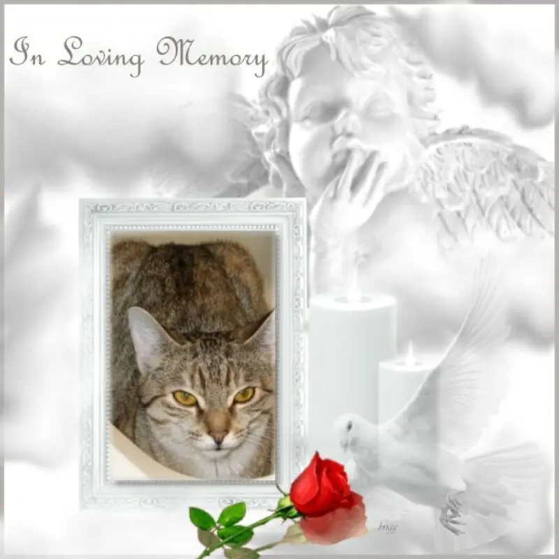 Condolence image of Fur Marplelein❤️