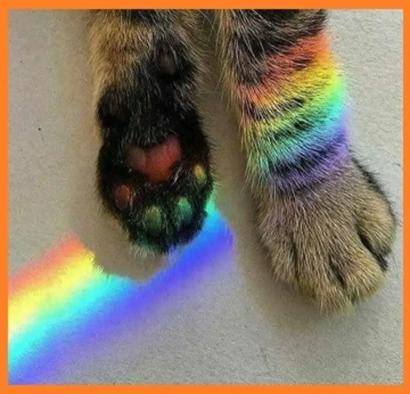 Condolence image of Tanja mit Timmy im Herzen 