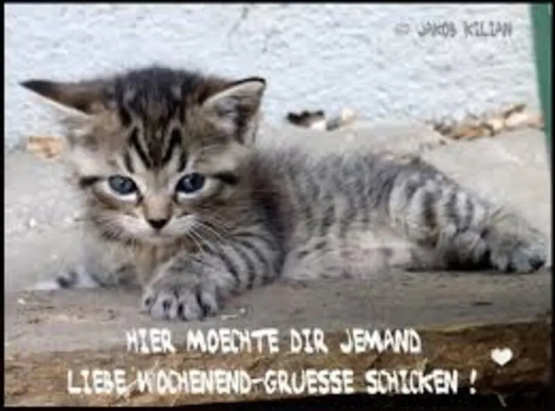 Condolence image of Tanja mit Timmy im Herzen 
