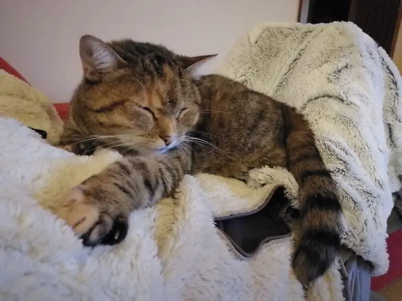 Condolence image of Daniela mit Pauline im ♥️ (+27.05.2021)