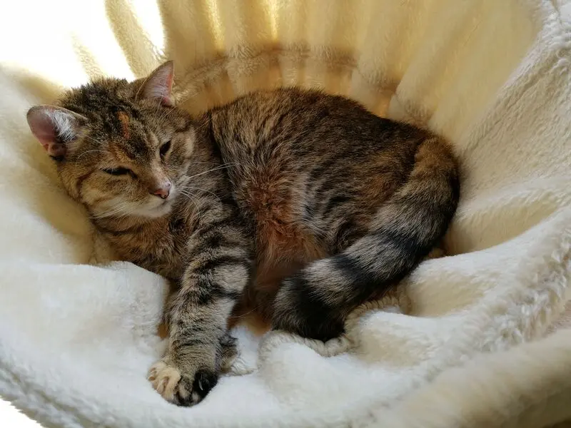 Condolence image of Daniela mit Pauline im ♥️ (+27.05.2021)