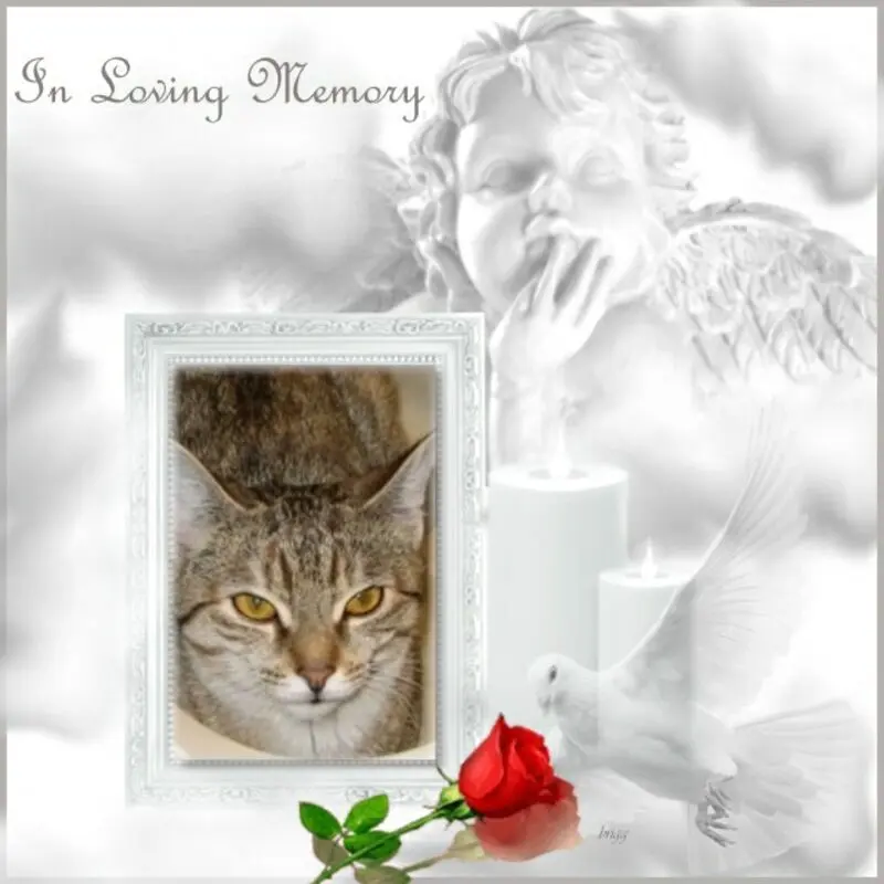 Condolence image of 1.Sternchen❤️Gedenktag❤️