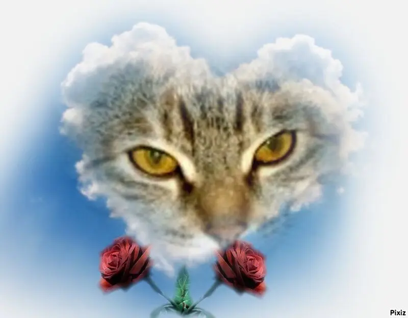 Condolence image of Tanja mit Timmy im Herzen 