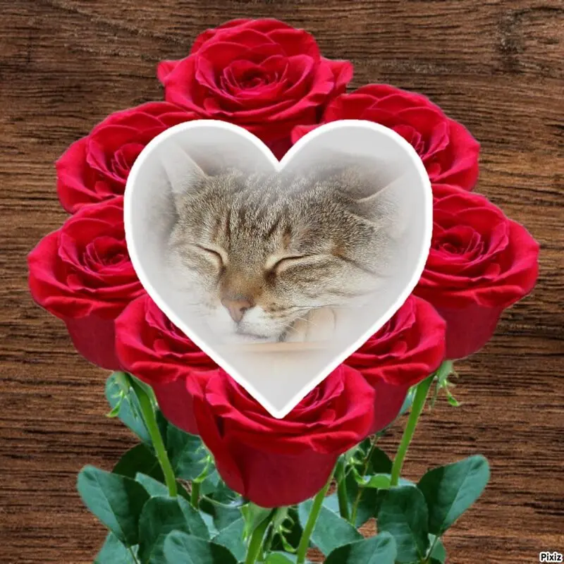 Condolence image of Tanja mit Timmy im Herzen 