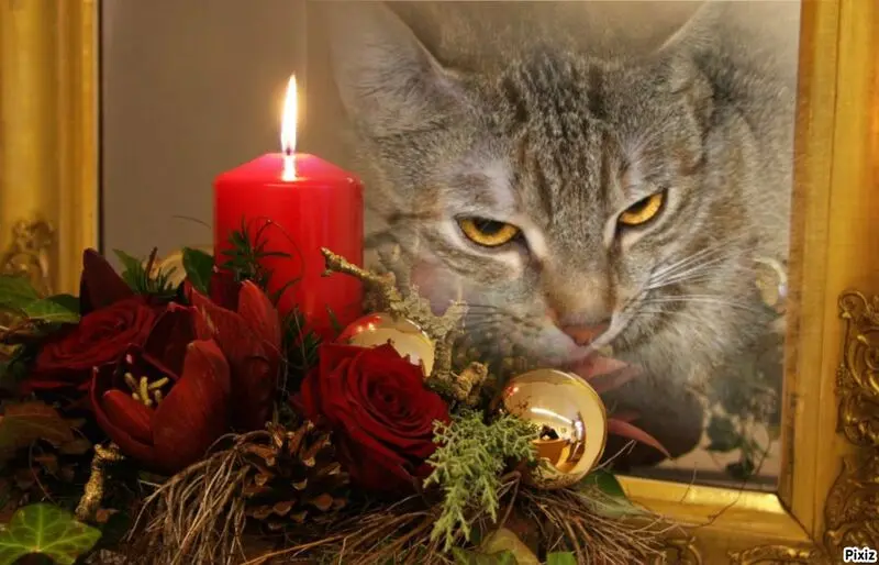 Condolence image of Patricia mit Bunny 