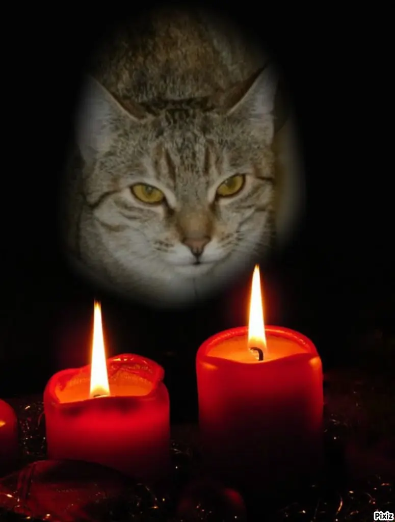 Condolence image of Tanja mit Timmy im Herzen 