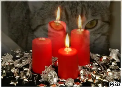 Condolence image of Tanja mit Timmy im Herzen 