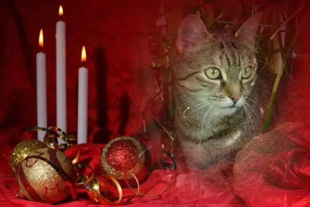 Condolence image of Patricia mit Bunny 