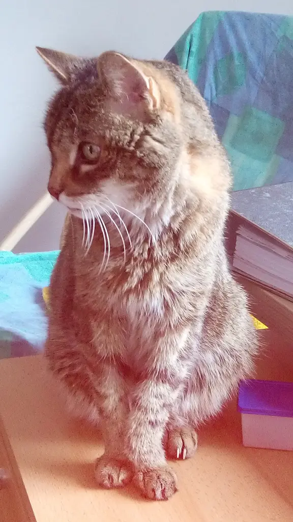 Condolence image of Elisabeth mit Christie