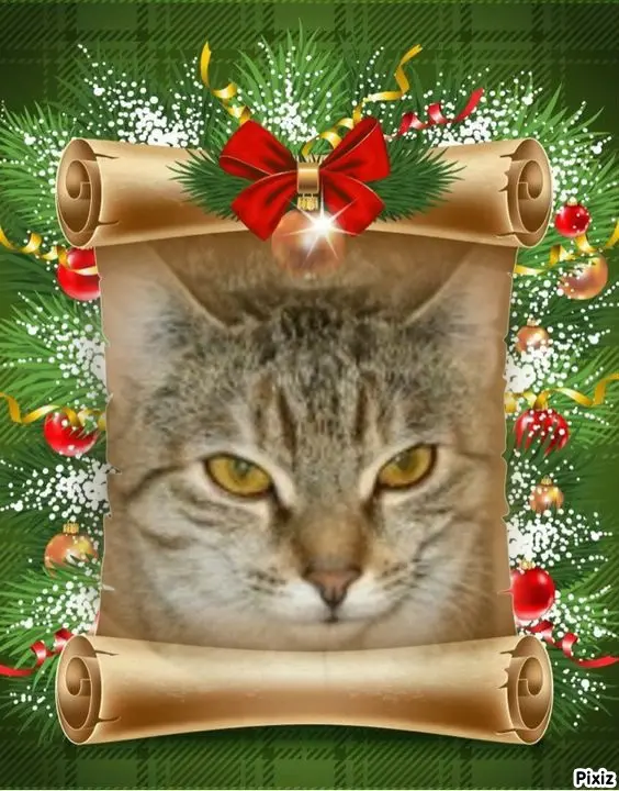 Condolence image of Tanja mit Timmy im Herzen 