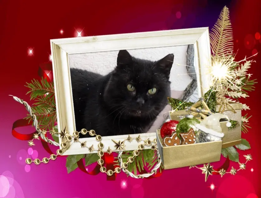 Condolence image of Carmen mit den Sternchen Ravi und Zausel